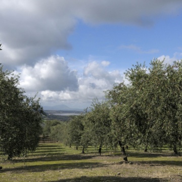 Olive grove in the hills of Ittiri. Cultivar di varietà bosana (photo Rossella Fadda)